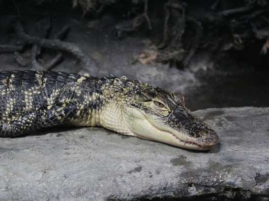 American Alligator, North Carolina Aquarium, Pine Knoll Shores, NC